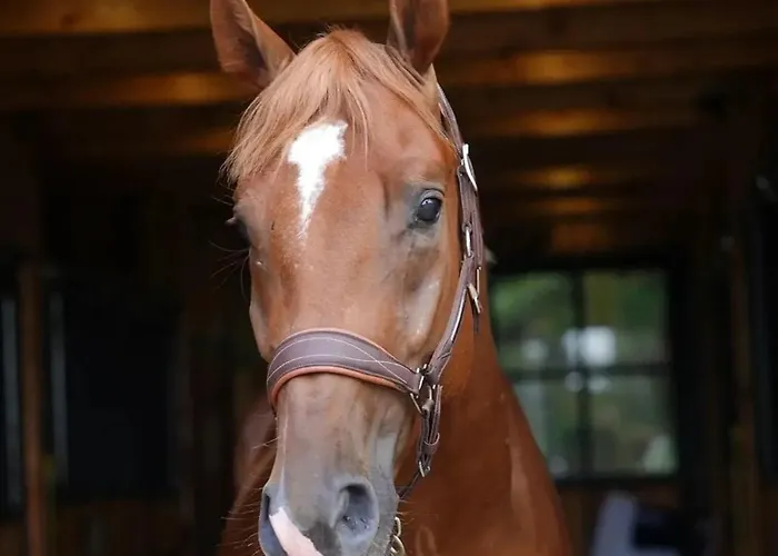 Swierkowe Chatki W Koniakowie Tatil Evi *