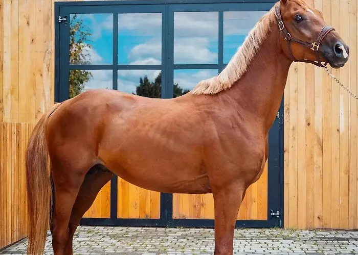 Swierkowe Chatki W Koniakowie Prázdninový dům Koniaków